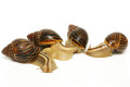 Cochlitoma varicosa F2 Gonubia, South Africa, semiadult, 5 cm